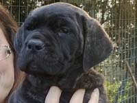 cane corso brindle puppy